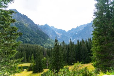 Dağ manzaralı orman manzarası Polonya Zakopane