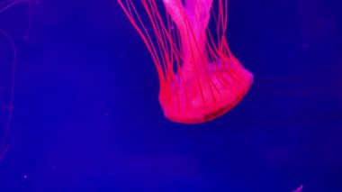 Akvaryum havuzunda yüzen bir grup floresan denizanası. Suyun içinde parlayan denizanası olan şeffaf denizanası görüntüleri. deniz yaşamı duvar kağıdı arka planı.