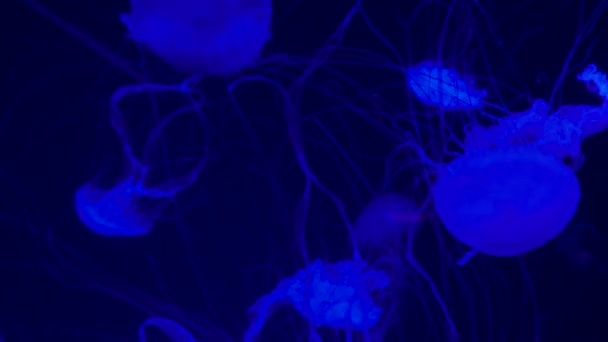 Fluoreszkáló Medúzák Egy Csoportja Úszik Akváriumban Átlátszó Víz Alatti Felvételek — Stock videók