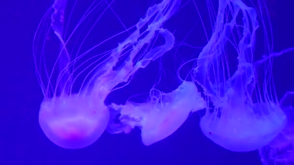Een Groep Fluorescerende Kwallen Die Zwemmen Een Aquariumzwembad Transparante Onderwaterfoto — Stockvideo