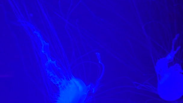 Grupa Fluorescencyjnych Meduz Pływających Akwarium Przezroczyste Podwodne Ujęcia Meduzy Świecącymi — Wideo stockowe