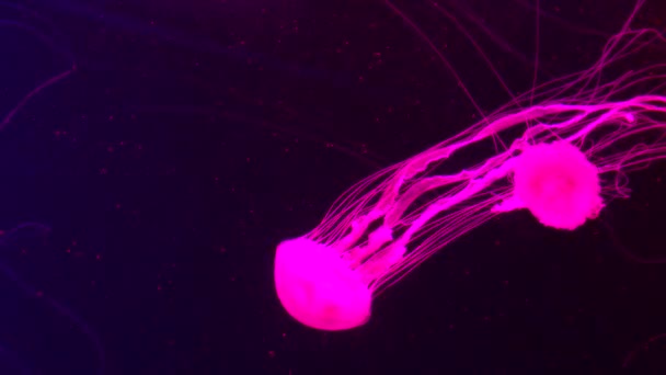 Grupp Fluorescerande Maneter Som Simmar Akvariepool Genomskinliga Undervattensbilder Maneter Med — Stockvideo