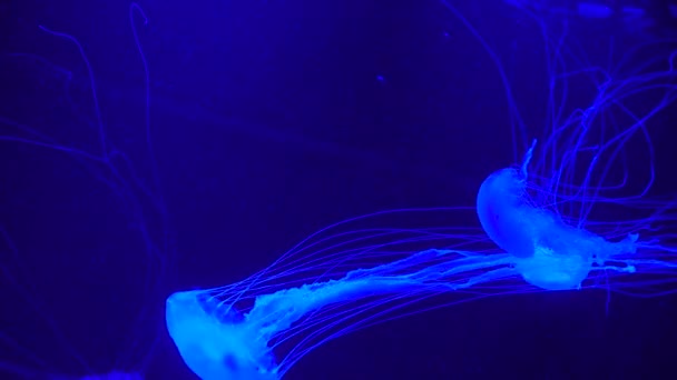 Grupo Medusas Fluorescentes Nadando Una Piscina Acuario Tiros Submarinos Transparentes — Vídeos de Stock