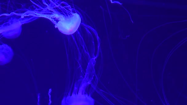 Eine Gruppe Fluoreszierender Quallen Schwimmt Einem Aquarienpool Transparente Unterwasseraufnahmen Von — Stockvideo