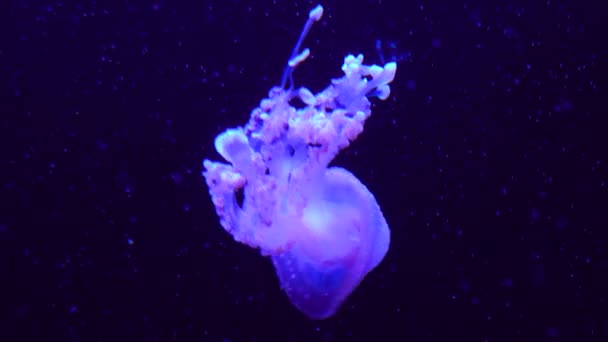 Groupe Méduses Fluorescentes Nageant Dans Une Piscine Aquarium Des Photos — Video