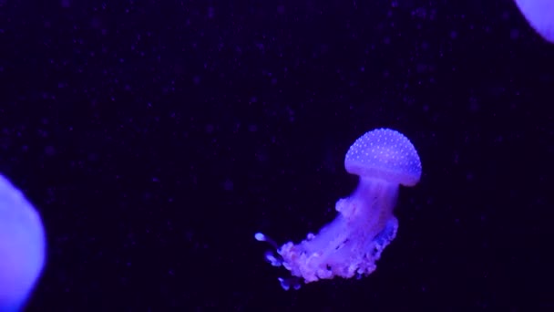 Grupa Fluorescencyjnych Meduz Pływających Akwarium Przezroczyste Podwodne Ujęcia Meduzy Świecącymi — Wideo stockowe