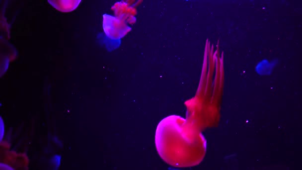 Grupp Fluorescerande Maneter Som Simmar Akvariepool Genomskinliga Undervattensbilder Maneter Med — Stockvideo