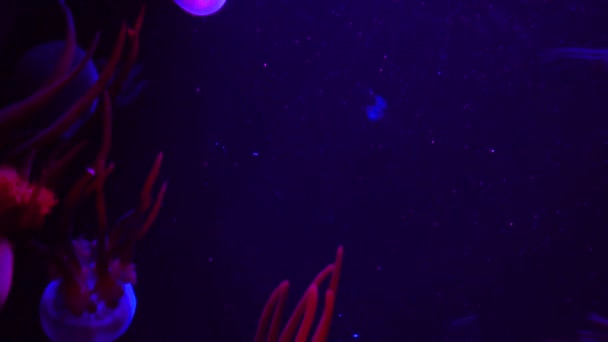 一群在水族馆游泳池里游泳的荧光水母 透明的水母水下照片 发光的水母在水里游动 海洋生物壁纸背景 — 图库视频影像