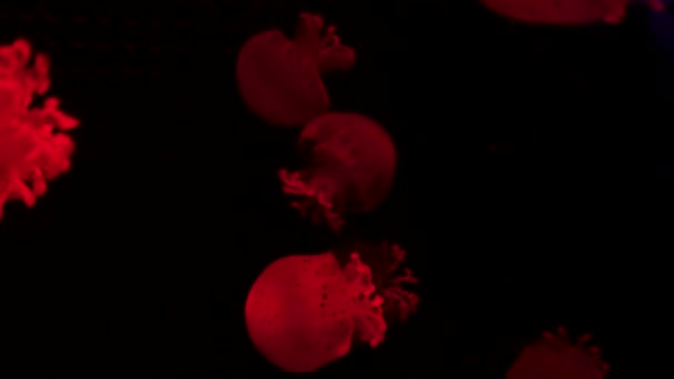Een Groep Fluorescerende Kwallen Die Zwemmen Een Aquariumzwembad Transparante Onderwaterfoto — Stockvideo