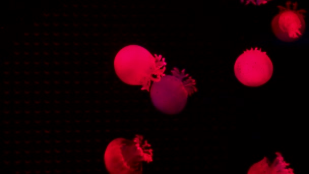 수족관 수영장에서 해파리의 그룹입니다 물에서 움직이는 빛나는 해파리와 해파리의 투명한 — 비디오