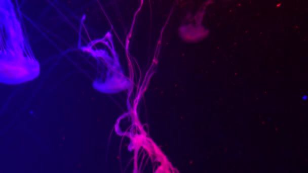 Группа Флуоресцентных Медуз Плавающих Аквариуме Прозрачные Подводные Снимки Медуз Движущимися — стоковое видео