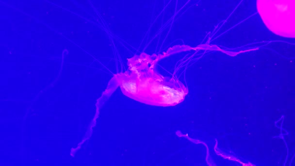Group Fluorescent Jellyfish Swimming Aquarium Pool Transparent Underwater Shots Jellyfish — Stock Video