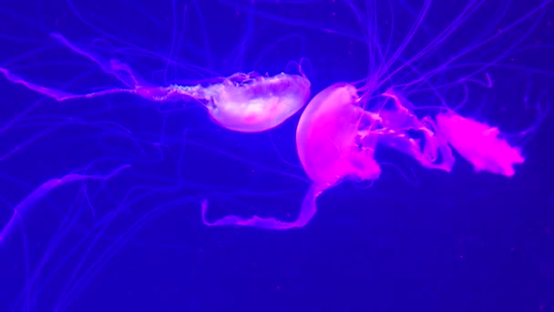Grupo Medusas Fluorescentes Nadando Una Piscina Acuario Tiros Submarinos Transparentes — Vídeos de Stock