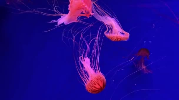 Fluoreszkáló Medúzák Egy Csoportja Úszik Akváriumban Átlátszó Víz Alatti Felvételek — Stock videók