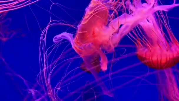 Eine Gruppe Fluoreszierender Quallen Schwimmt Einem Aquarienpool Transparente Unterwasseraufnahmen Von — Stockvideo