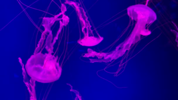 水族館のプールで泳ぐ 蛍光クラゲのグループです 透明な水中撮影で クラゲが水中を動き回っています 海の生命の壁紙の背景 — ストック動画
