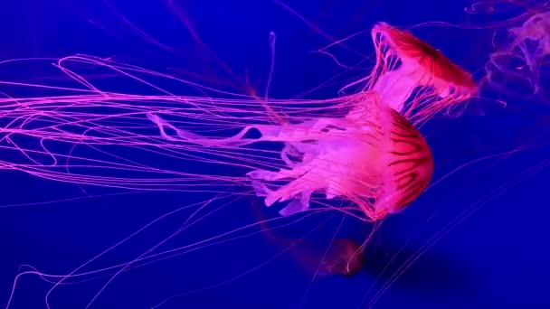 수족관 수영장에서 해파리의 그룹입니다 물에서 움직이는 빛나는 해파리와 해파리의 투명한 — 비디오