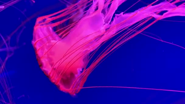Groupe Méduses Fluorescentes Nageant Dans Une Piscine Aquarium Des Photos — Video