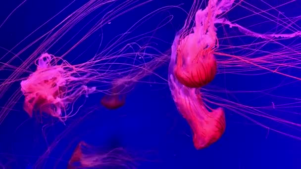一群在水族馆游泳池里游泳的荧光水母 透明的水母水下照片 发光的水母在水里游动 海洋生物壁纸背景 — 图库视频影像