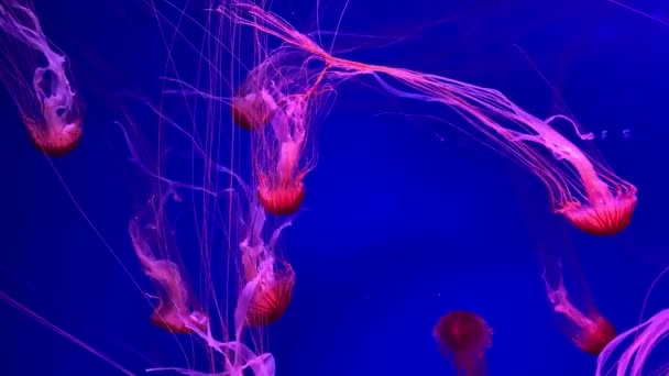 水族館のプールで泳ぐ 蛍光クラゲのグループです 透明な水中撮影で クラゲが水中を動き回っています 海の生命の壁紙の背景 — ストック動画