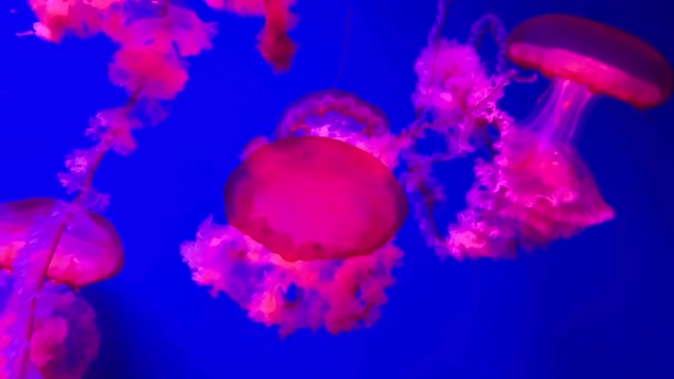 Skupina Fluorescenčních Medúz Plavajících Akvarijním Bazénu Průhledné Podvodní Záběry Medúz — Stock video