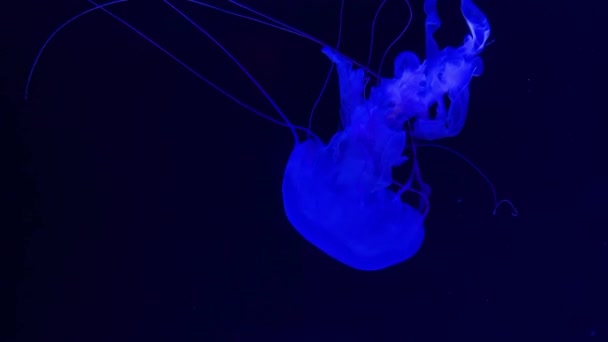 Group Fluorescent Jellyfish Swimming Aquarium Pool Transparent Underwater Shots Jellyfish — Stock Video
