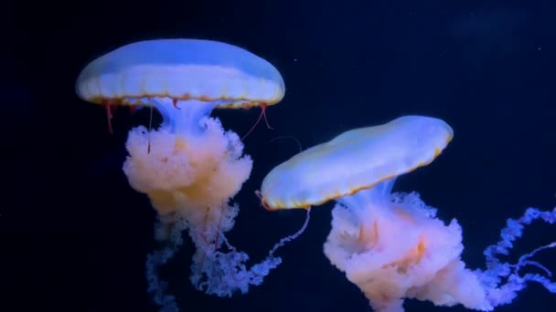 Akvaryum Havuzunda Yüzen Bir Grup Floresan Denizanası Suyun Içinde Parlayan — Stok video