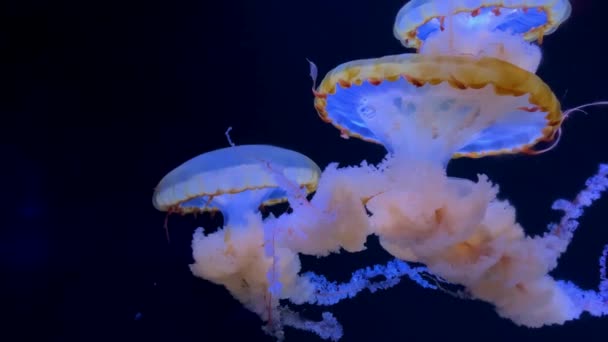Akvaryum Havuzunda Yüzen Bir Grup Floresan Denizanası Suyun Içinde Parlayan — Stok video