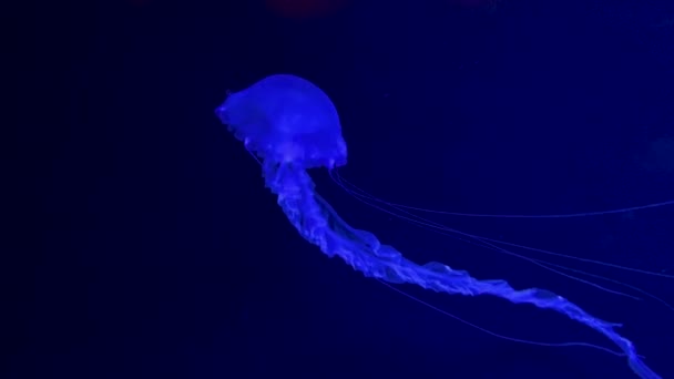Grupo Medusas Fluorescentes Nadando Una Piscina Acuario Tiros Submarinos Transparentes — Vídeo de stock