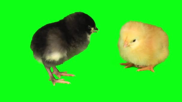 Цыплята Зеленом Фоне — стоковое видео