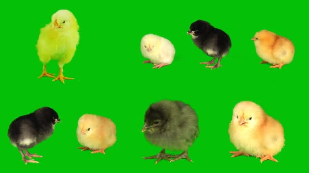 Kuikens Kuikens Een Groene Achtergrond Scherm — Stockvideo