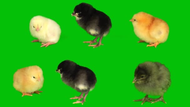 Цыплята Зеленом Фоне — стоковое видео
