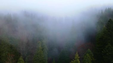 Güney Almanya 'daki Kara Orman' ın bulutlu sis bulutu üzerinde İHA uçurmak. Blauen Dağı 'ndan Belchen' e Kara Orman Manzarası.