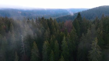 Güney Almanya 'daki Kara Orman' ın bulutlu sis bulutu üzerinde İHA uçurmak. Blauen Dağı 'ndan Belchen' e Kara Orman Manzarası.