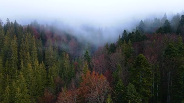 Latający Dron Nad Zachmurzoną Mgłą Czarnego Lasu Południowych Niemczech Czarny — Wideo stockowe
