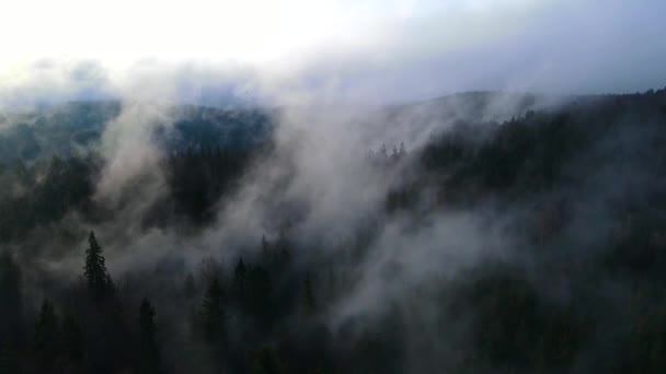 Letící Dron Nad Mlžným Oparem Černého Lesa Jižním Německu Černý — Stock video