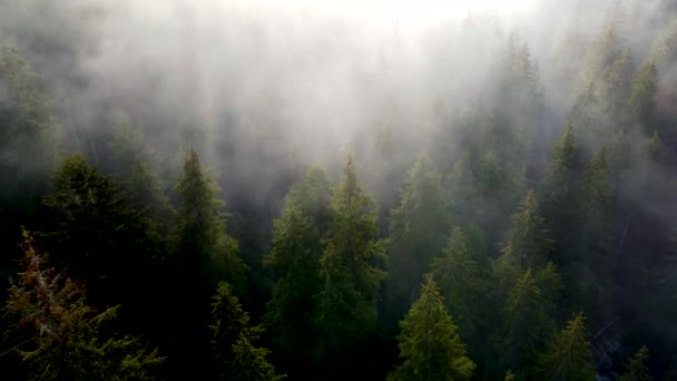 Repülő Drón Felett Felhős Köd Köd Fekete Erdő Dél Németországban — Stock videók
