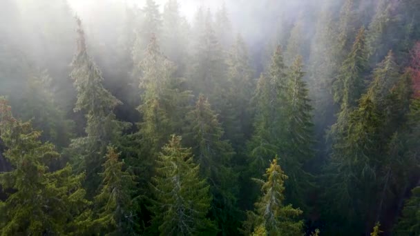 Repülő Drón Felett Felhős Köd Köd Fekete Erdő Dél Németországban — Stock videók
