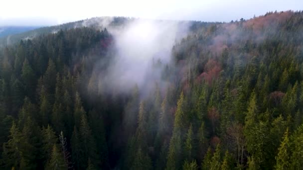 Letící Dron Nad Mlžným Oparem Černého Lesa Jižním Německu Černý — Stock video