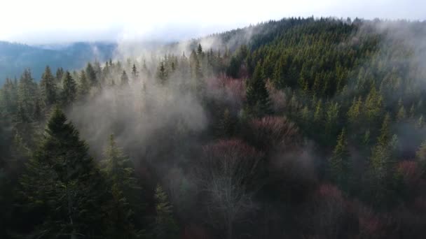 Dron Volador Sobre Neblina Nublada Selva Negra Sur Alemania Bosque — Vídeos de Stock