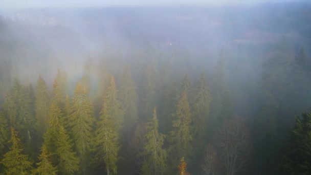 Ιπτάμενο Drone Πάνω Από Θολή Ομίχλη Του Μαύρου Δάσους Στη — Αρχείο Βίντεο