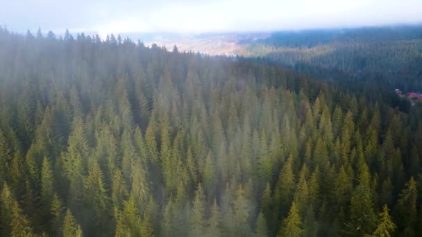Ιπτάμενο Drone Πάνω Από Θολή Ομίχλη Του Μαύρου Δάσους Στη — Αρχείο Βίντεο
