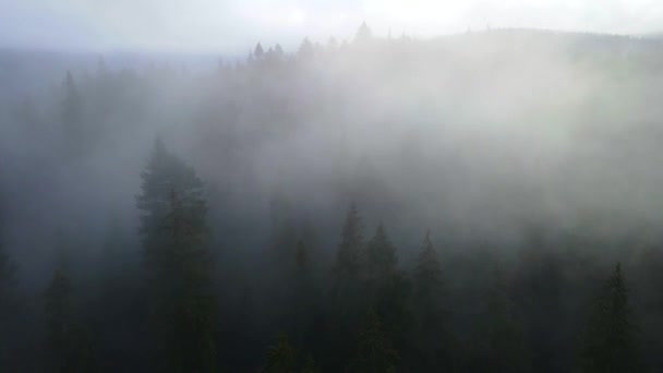 Drone Volante Sopra Nebbia Nuvolosa Foschia Della Foresta Nera Nel — Video Stock