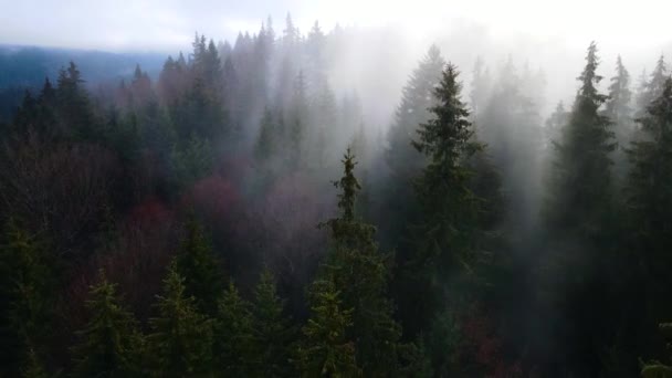 Drone Voador Sobre Neblina Nublada Floresta Negra Sul Alemanha Floresta — Vídeo de Stock