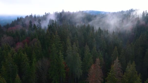 Летающий Беспилотник Над Туманным Туманом Шварцвальда Юге Германии Чёрный Лес — стоковое видео
