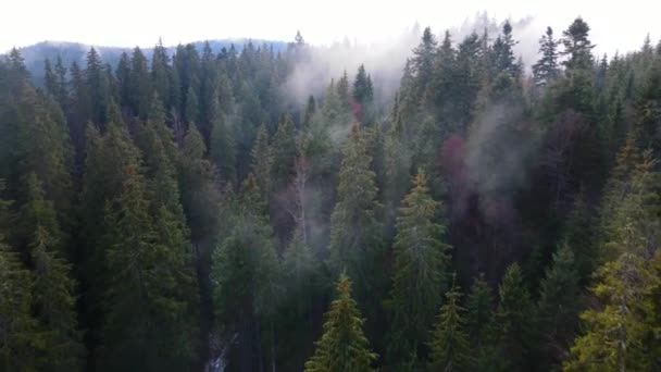 Dron Volador Sobre Neblina Nublada Selva Negra Sur Alemania Bosque — Vídeos de Stock