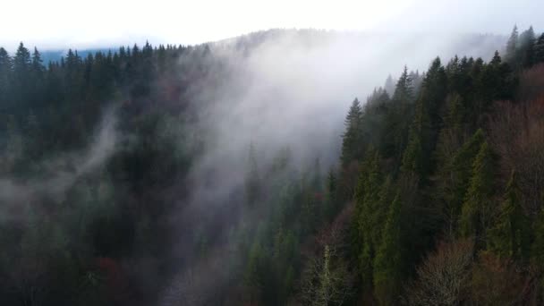 Latający Dron Nad Zachmurzoną Mgłą Czarnego Lasu Południowych Niemczech Czarny — Wideo stockowe