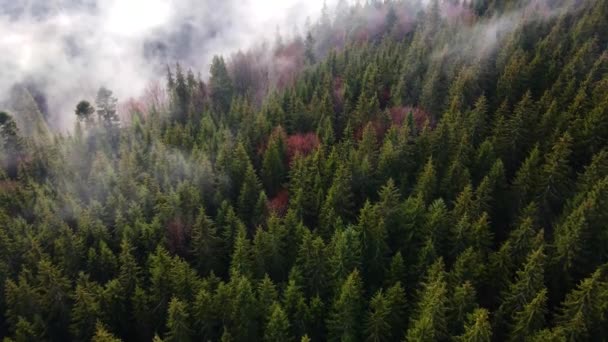 Drone Volante Sopra Nebbia Nuvolosa Foschia Della Foresta Nera Nel — Video Stock