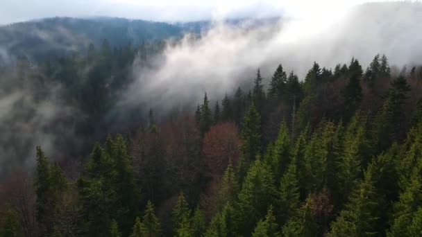 Летающий Беспилотник Над Туманным Туманом Шварцвальда Юге Германии Чёрный Лес — стоковое видео