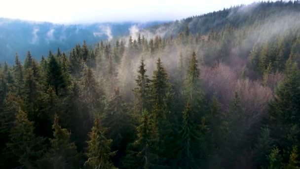 Latający Dron Nad Zachmurzoną Mgłą Czarnego Lasu Południowych Niemczech Czarny — Wideo stockowe